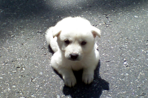 korejsky-jindo